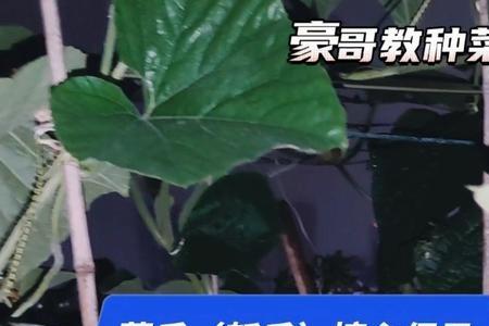 蒲瓜需要剪枝吗