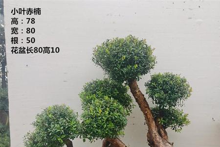 小叶赤楠可以浇淘米水吗