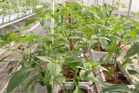 双子辣椒种植方法