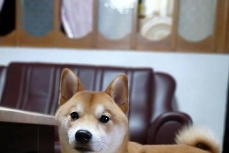 柴犬是怎么来的