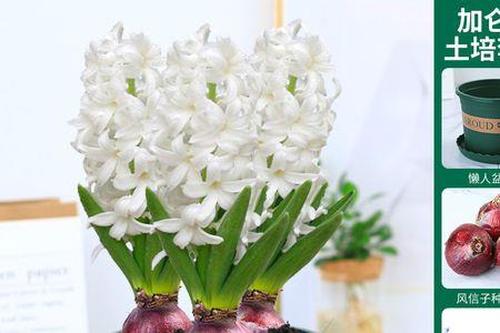 小实洋节花怎么养