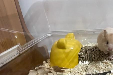 金丝熊能做绝育吗