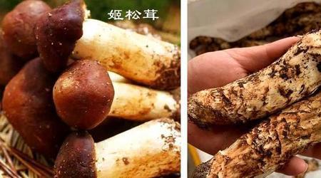 熟的松茸可以冷冻保存吗