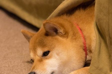 送柴犬的寓意