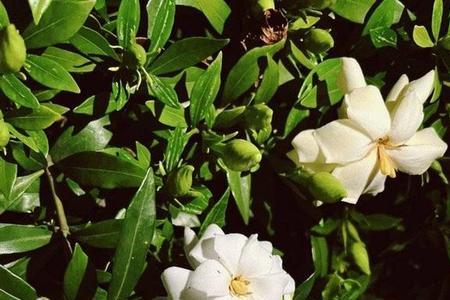 北京栀子花开花时间