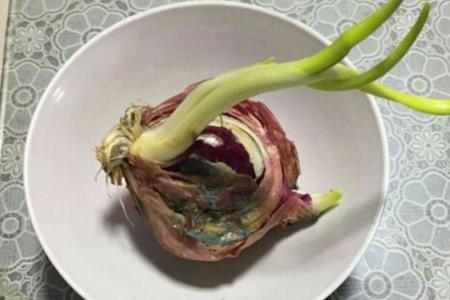 洋葱水泡久了能浇花吗