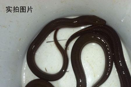 东北哪里有野生黄鳝