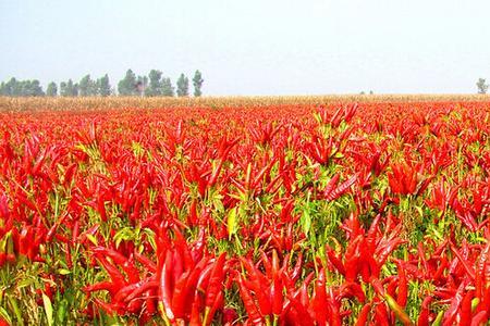 红尖辣子什么季节种植