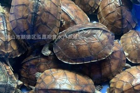 南石龟和巴西龟哪个好