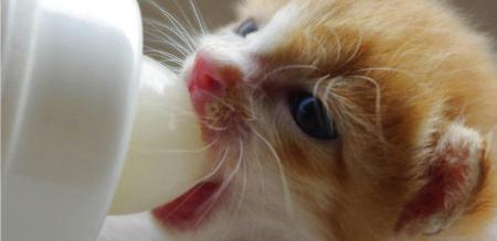 母猫不吃猫粮怎么办