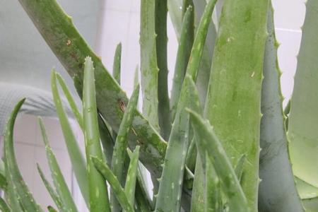 龙爪菊用什么肥料最好
