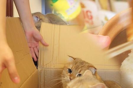 猫咪可以吃牛腩吗