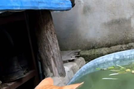 为什么猫吃鱼流眼泪