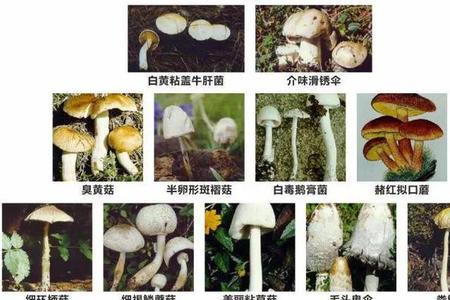 蘑菇的生长周期是多少