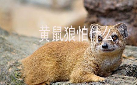 黄鼠狼咬羊吗