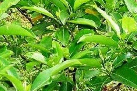 霍香与苏合香的区别