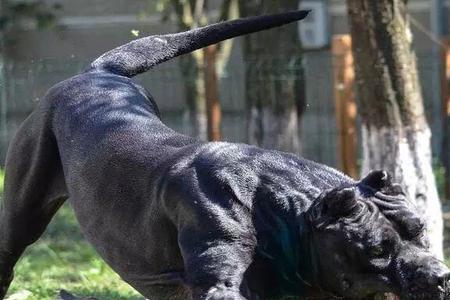 黑白花猛犬有哪些