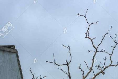 房顶能种桑树么从风水学上说