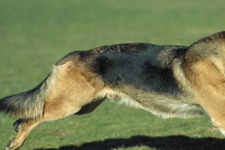 山区牧羊犬用什么品种