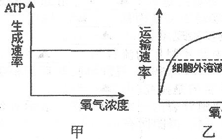 氧气的吸收量代表什么速率