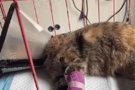猫中毒了怎么办