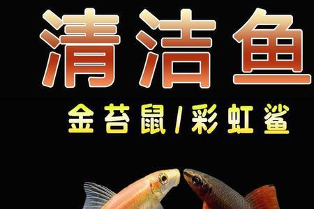彩虹鲨和金苔鼠哪个比较勤快