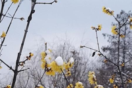 雪霁寒霄是什么意思