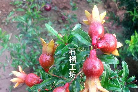 墨玉石榴和紫玉石榴哪个结果多