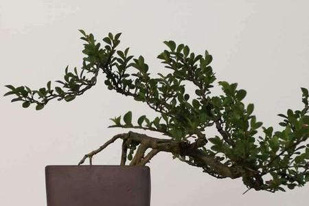 七彩栒子和荀子是一个品种吗