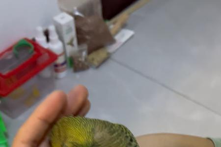鹦鹉好养还是元宝好养
