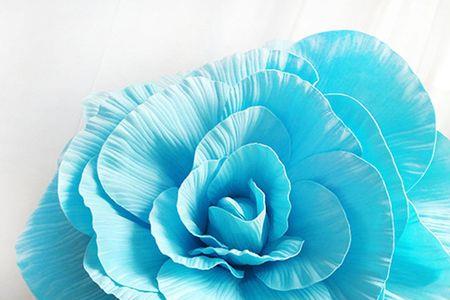 洋玫瑰花是什么颜色