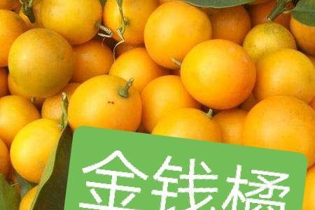 橘子皮属于什么物种类别