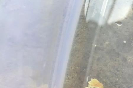 黄化巴西龟可以深水养吗