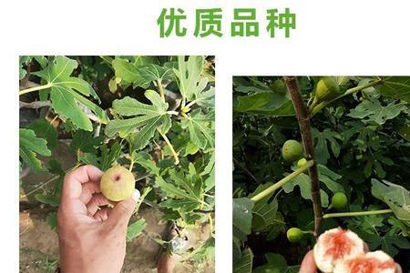 波姬红与青皮叶子相似吗