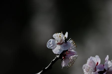 杏花怎么泡茶