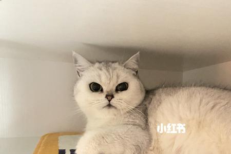 金血银渐层配什么猫最好