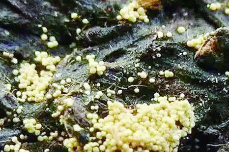 紫外线灯可以照出发霉茶叶吗