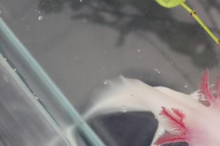 六角龙鱼吃沉底还是漂浮