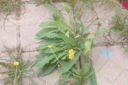 蒲公英苍耳豌豆还有哪些同类词