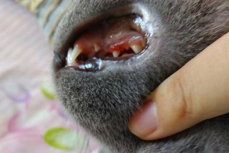 猫咪换牙时会一直叫吗