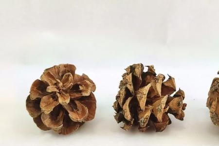 什么样的松果有种子