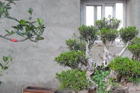 赤楠发芽什么时候拆膜