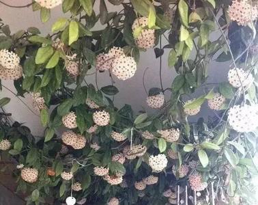 悬心藤植物