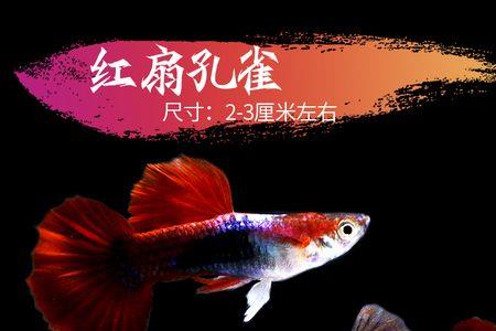 玛丽和孔雀哪个繁殖快