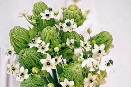 伯利恒之星开完花必须挖出来吗