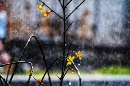 雨水如注的意思