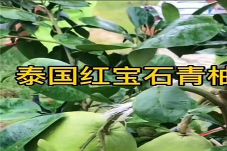 泰国红宝石青柚能长多高