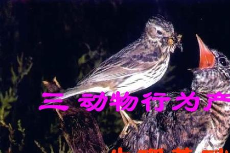 动物与植物分类生理活动的区别