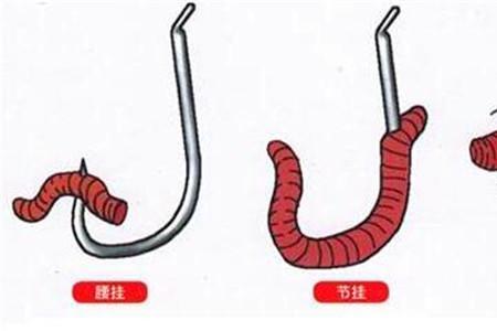 鲤鱼为什么不吃蚯蚓