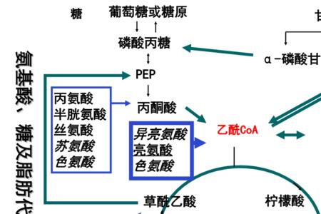 三羧酸循环产生水吗